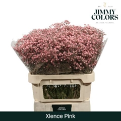 Gypsophila Painted Xlence Pink 80cm 30gr.