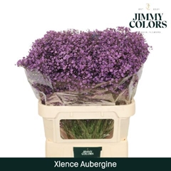 Gypsophila Painted Xlence Aubergine 80cm 30gr.