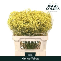 Gypsophila Painted Xlence Yellow 80cm 30gr.