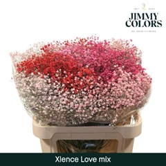 Gypsophila Painted Xlence Love Mix 80cm 30gr.