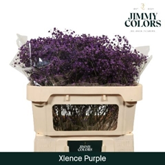 Gypsophila Painted Xlence Purple 70cm 20gr.