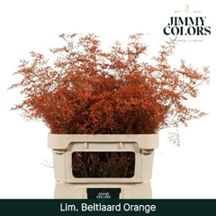 Limonium Painted Beltaard Orange 90cm 50gr.