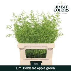 Limonium Painted Beltaard Apple Green 90cm 50gr.