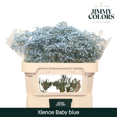 Gypsophila Painted Xlence Light Blue 70cm 20gr.