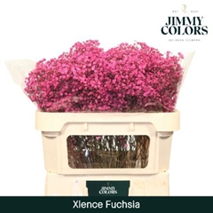Gypsophila Painted Xlence Fuchsia 70cm 20gr.