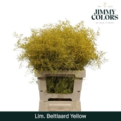Limonium Painted Beltaard Yellow 70cm 30gr.