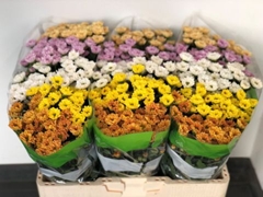 Chrysanth Santini Rossi Mixed 55cm 44gr.