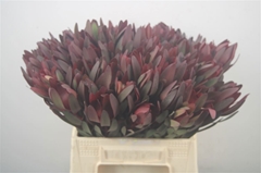 Leucadendron Safari Sunset 40cm