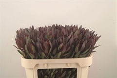 Leucadendron Safari Sunset 70cm