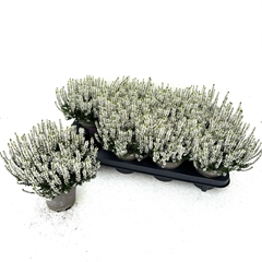 Calluna Vulgaris Garden Girls Coco 11Ø 20cm