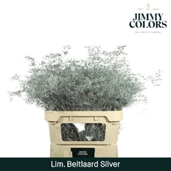 Limonium Painted Beltaard Metallic Silver 90cm 50gr.