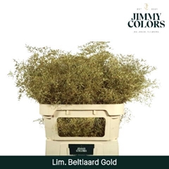 Limonium Painted Beltaard Metallic Gold 90cm 50gr.