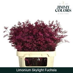 Limonium Painted Skylight Fuchsia 80cm 30gr.