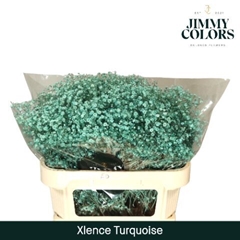 Gypsophila Painted Xlence Turqouise 70cm 20gr.