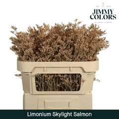 Limonium Painted Skylight Salmon 70cm 25gr.