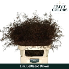 Limonium Painted Beltaard Brown 90cm 50gr.
