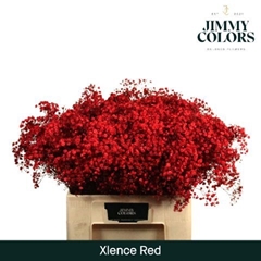 Gypsophila Painted Xlence Red 60cm 20gr.