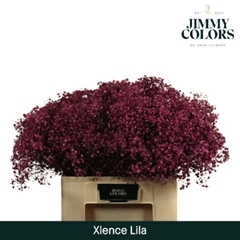 Gypsophila Painted Xlence Lilac 60cm 20gr.