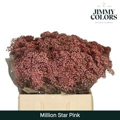 Gypsophila Painted Million Star Pink 60cm 15gr.