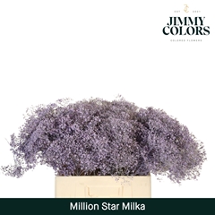 Gypsophila Painted Million Star Milka 60cm 15gr.
