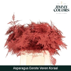 Asparagus Setaceus Painted Coral 45cm