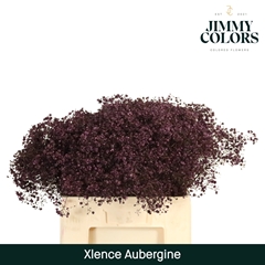 Gypsophila Painted Xlence Aubergine 60cm 20gr.