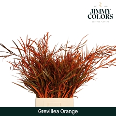 Grevillea Painted Orange 70cm