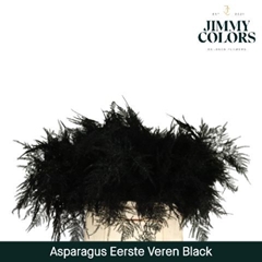 Asparagus Setaceus Painted Black 45cm