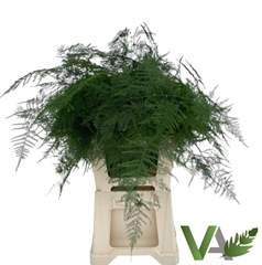 Asparagus Setaceus 65cm