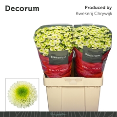 Chrysanth Santini Maverick White 55cm 58gr.