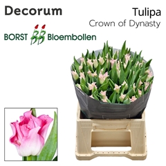 Tulip Coronet Crown Of Dynasty 40cm 25gr.