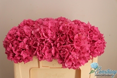Hydrangea Glowing Alps 50cm 14-16cm Hd