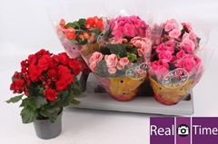 Begonia Double Mix 13Ø 30cm