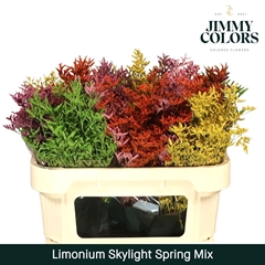 Limonium Painted Skylight Spring Mix 70cm 25gr.