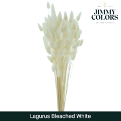 Lagurus Bleached White Per Bunch 60cm