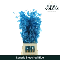 Lunaria Blue Per Bunch 80cm