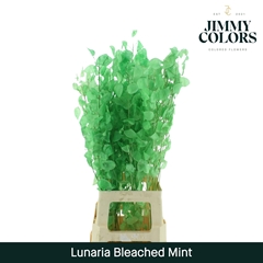 Lunaria Bleached Mint Green Per Bunch 80cm