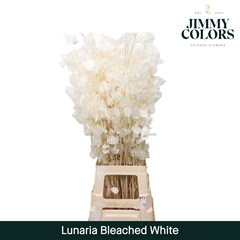 Lunaria White Per Bunch 80cm
