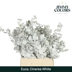 Eucalyptus Cinerea Painted White Per Bunch 70cm 200gr.