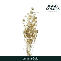 Lunaria Gold Per Bunch 80cm