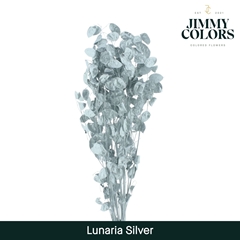 Lunaria Silver Per Bunch 80cm