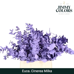 Eucalyptus Cinerea Painted Milka Per Bunch 70cm 200gr.