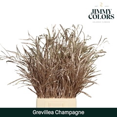 Grevillea Painted Champagne 70cm
