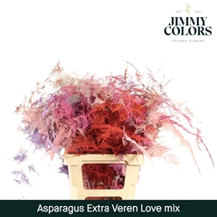 Asparagus Setaceus Painted Love Mix 65cm
