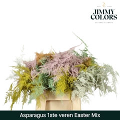 Asparagus Setaceus Painted Easter Mix 45cm