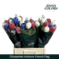 Chrysanth Single Painted Antonov French Flag 70cm 110gr.