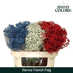 Gypsophila Painted Xlence French Flag 80cm 30gr.