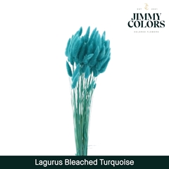 Lagurus Turquoise Per Bunch 60cm