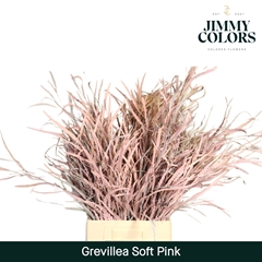 Grevillea Painted Soft Pink Per Bunch 70cm