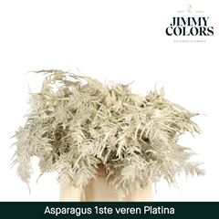 Asparagus Setaceus Painted Platinum + Glitter 45cm
